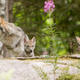 Image for article titled Why Everything You Know About Wolf Packs Is Wrong